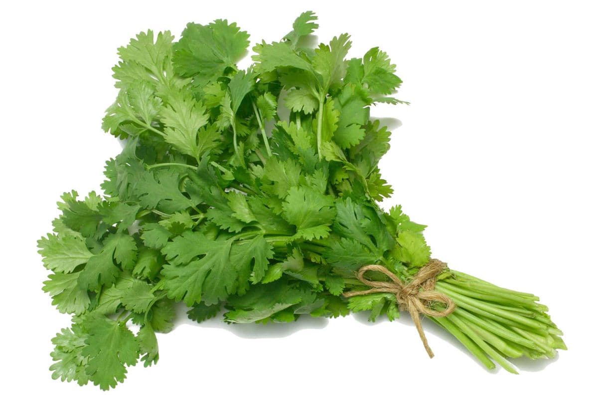 Cilantro (ea)