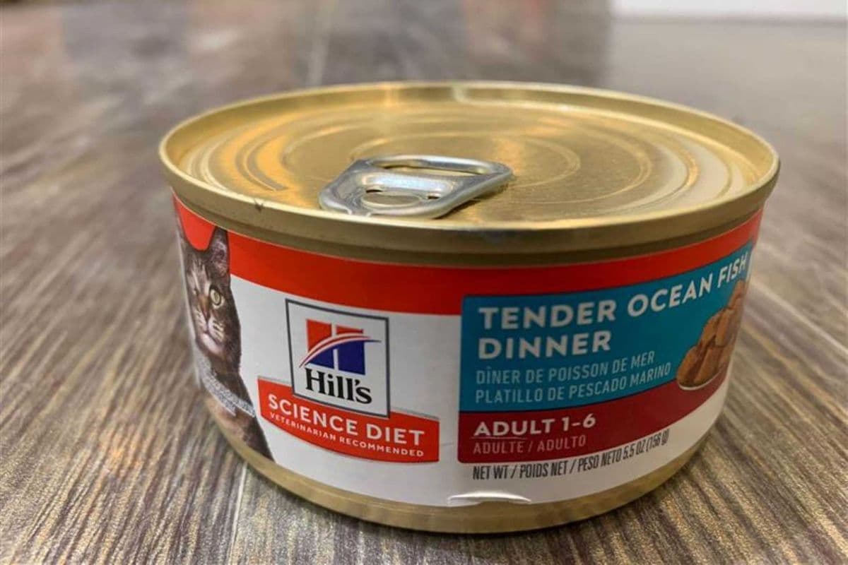 Hills | Feline | Wet | Adult 1-6 | Ocean Fish Dinner | 5.5oz