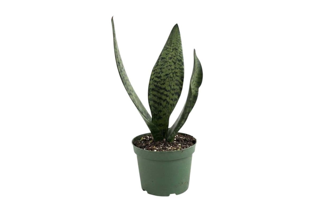 Green Snake Plant - 6 Inch Pot
