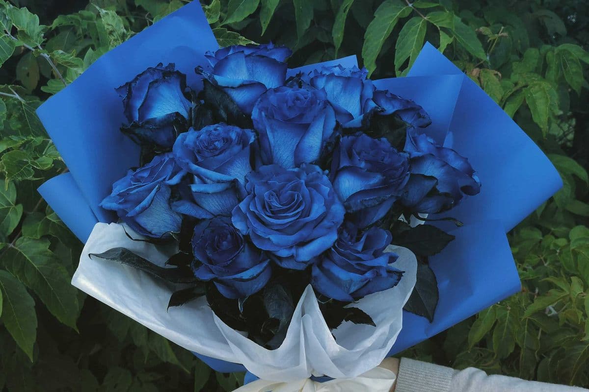 Dozen Deep Blue Roses