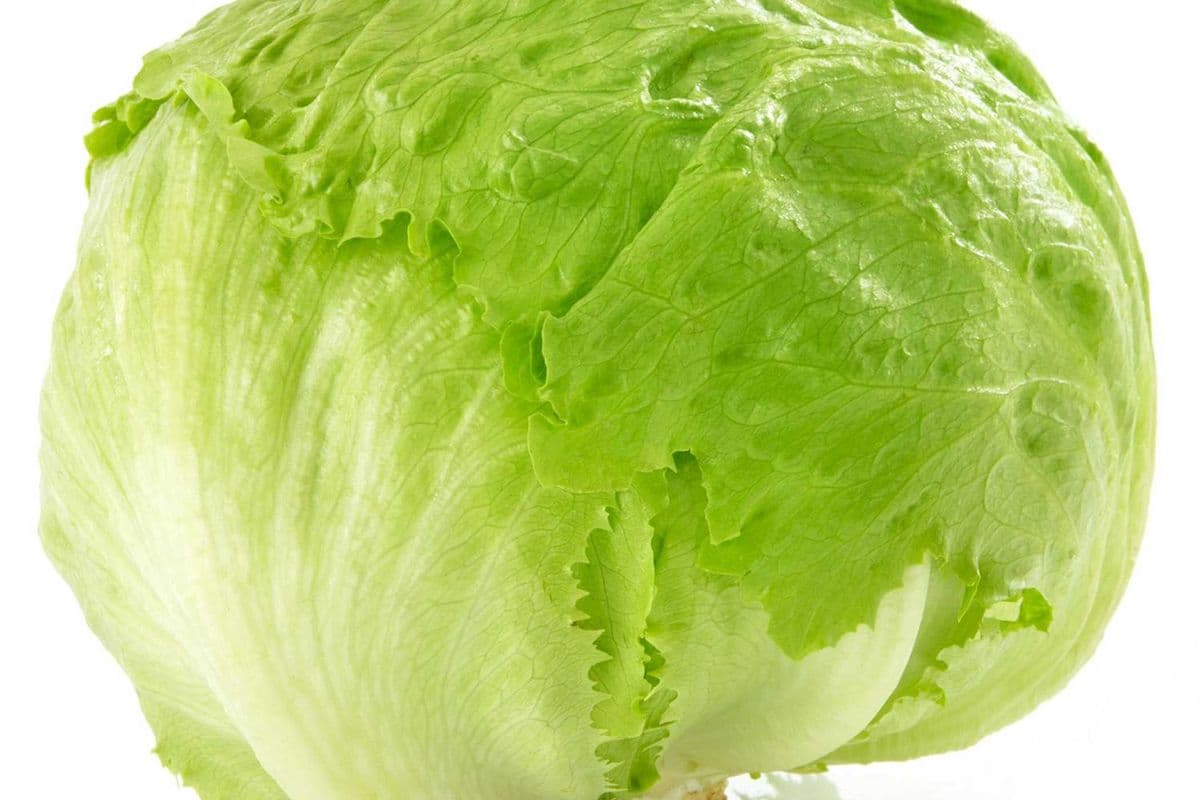 Laitue iceberg (1) / Iceberg Lettuce (1)