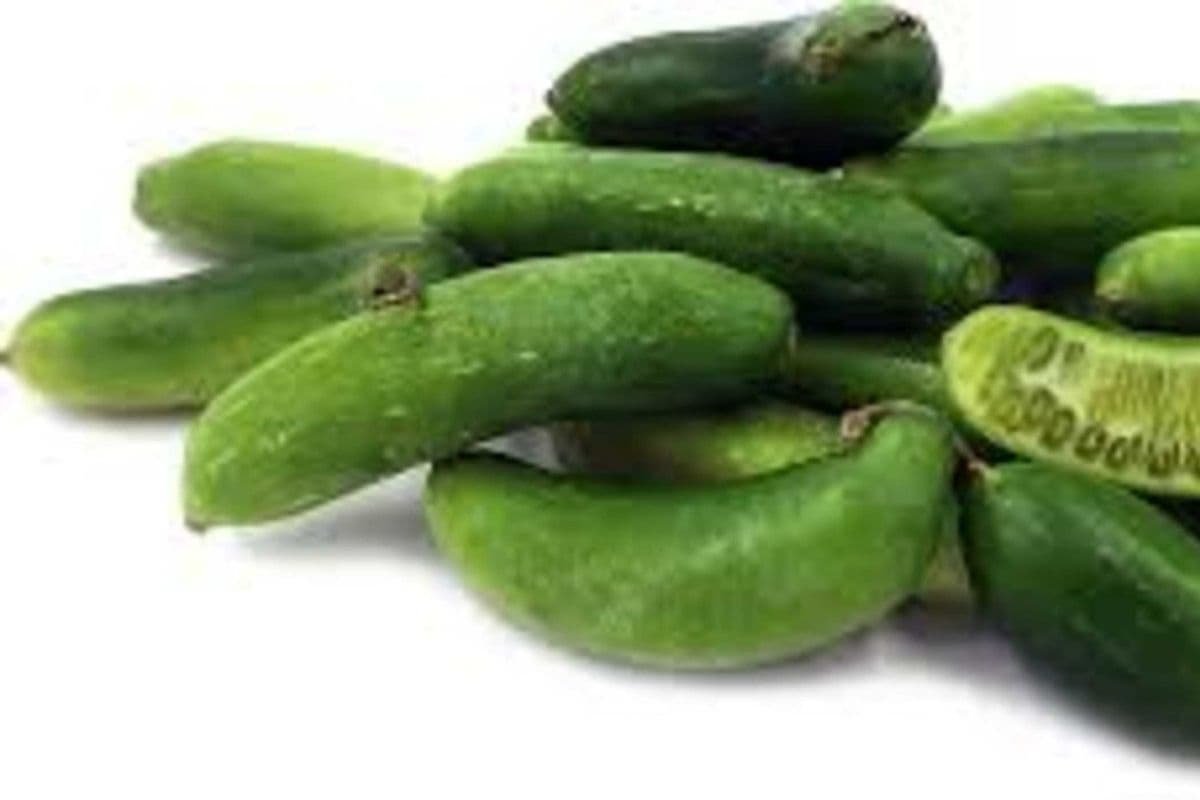 Fresh Indian Tindora (1 lb)