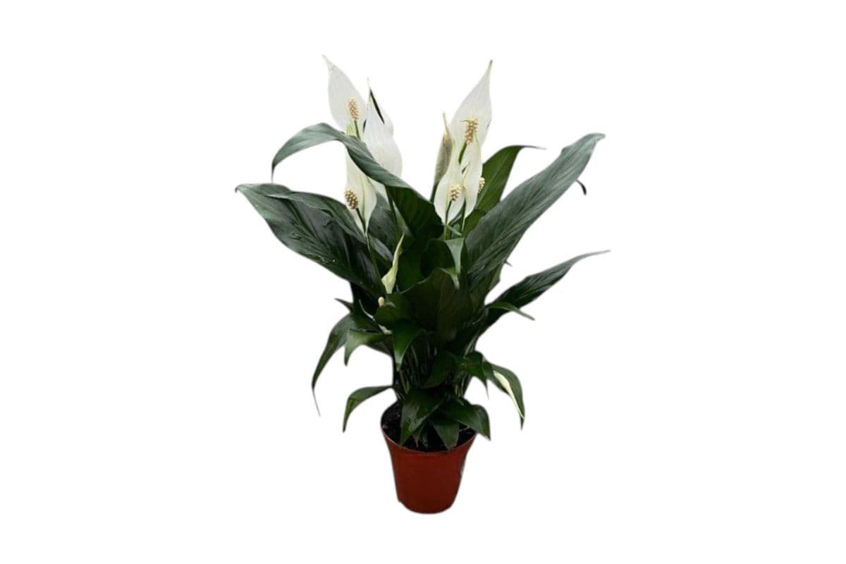 Peace Lily - 4 Inch Pot