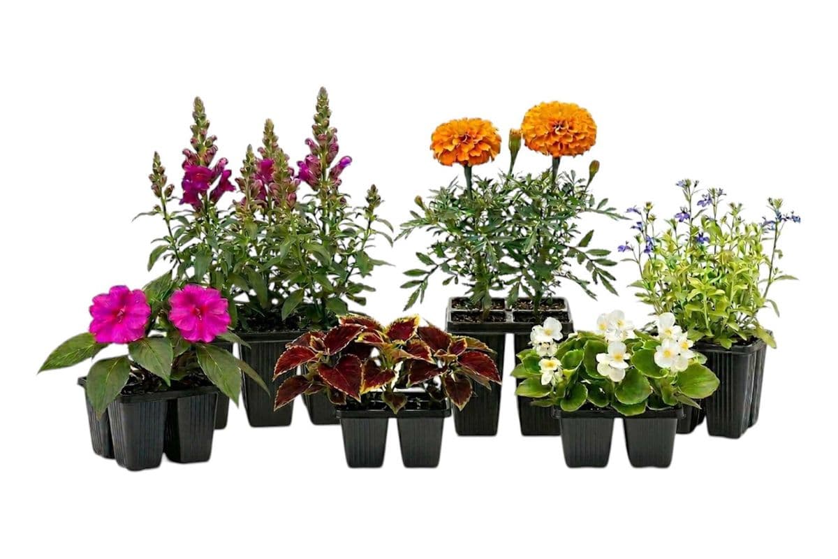 Assorted Potted Flowers (Cell Packs) - 6 Per Pack