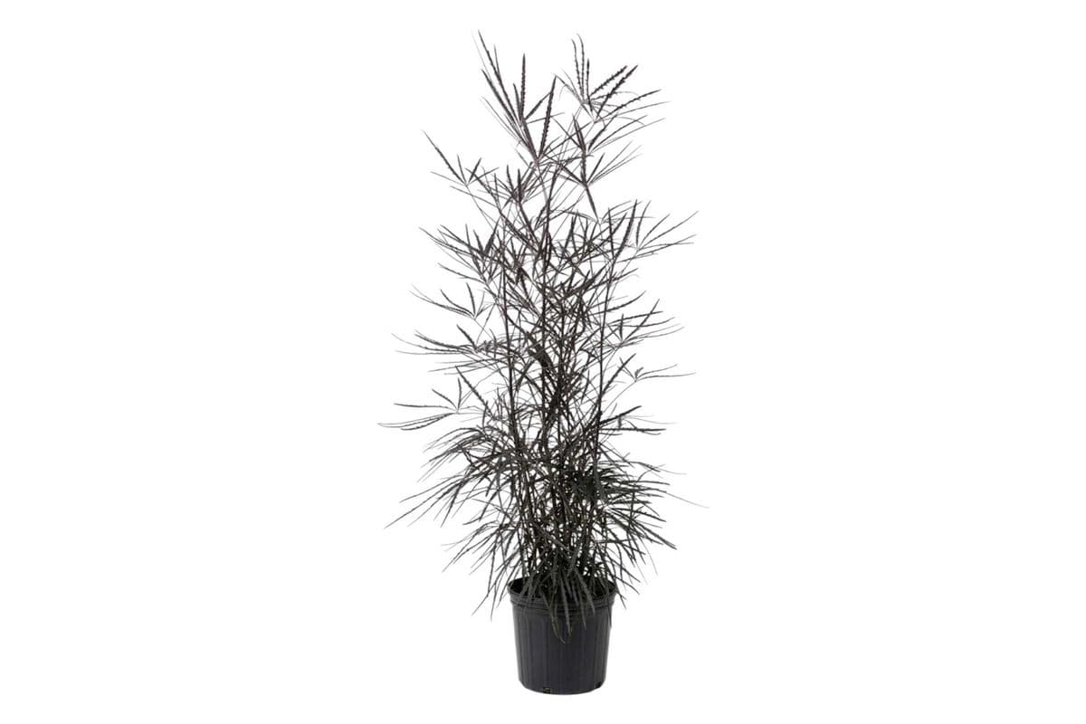 False Aralia - 10 Inch Pot