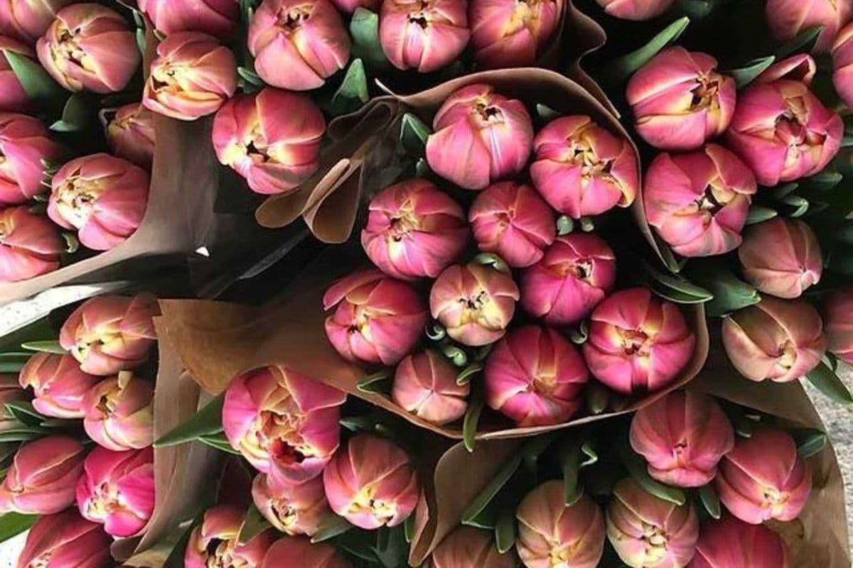 Peachy Pink Double Tulips - 10 Stems