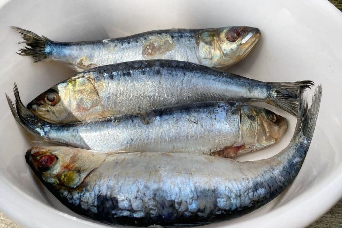 Wild Caught Sardines (Approx 750 g)