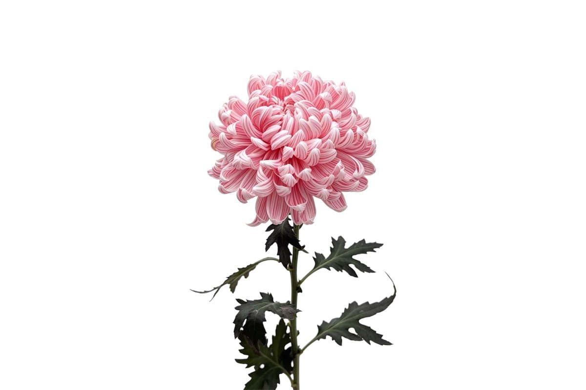 Pink Commercial Mum - 1 Stem