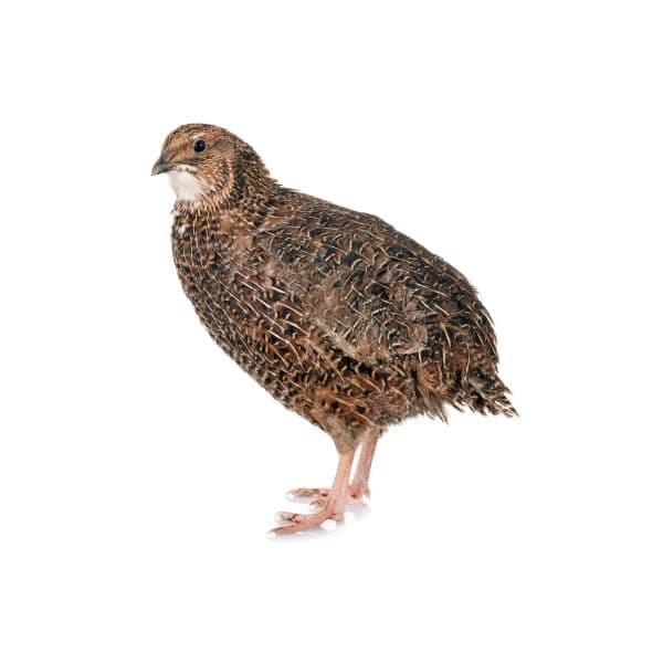 Exotic Feeders Frozen Whole Prey Quail 170-200g