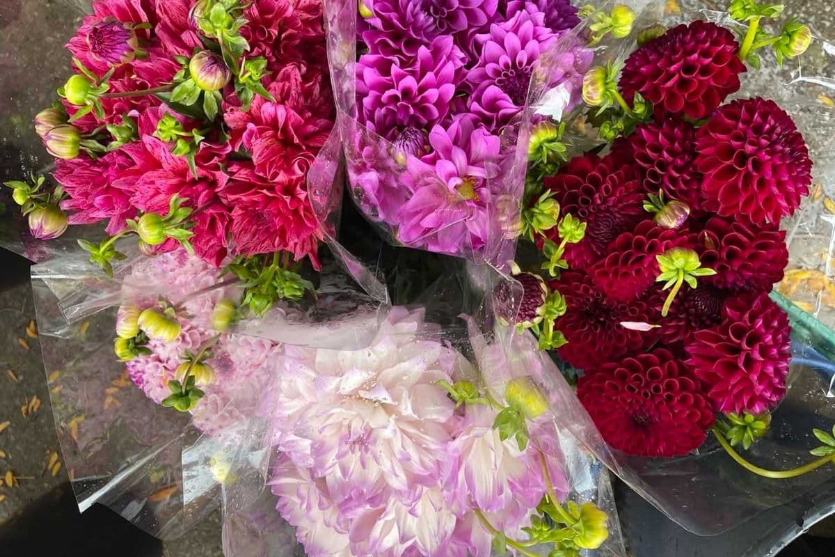 Assorted Grower’s Choice Dahlia - 5 Stems
