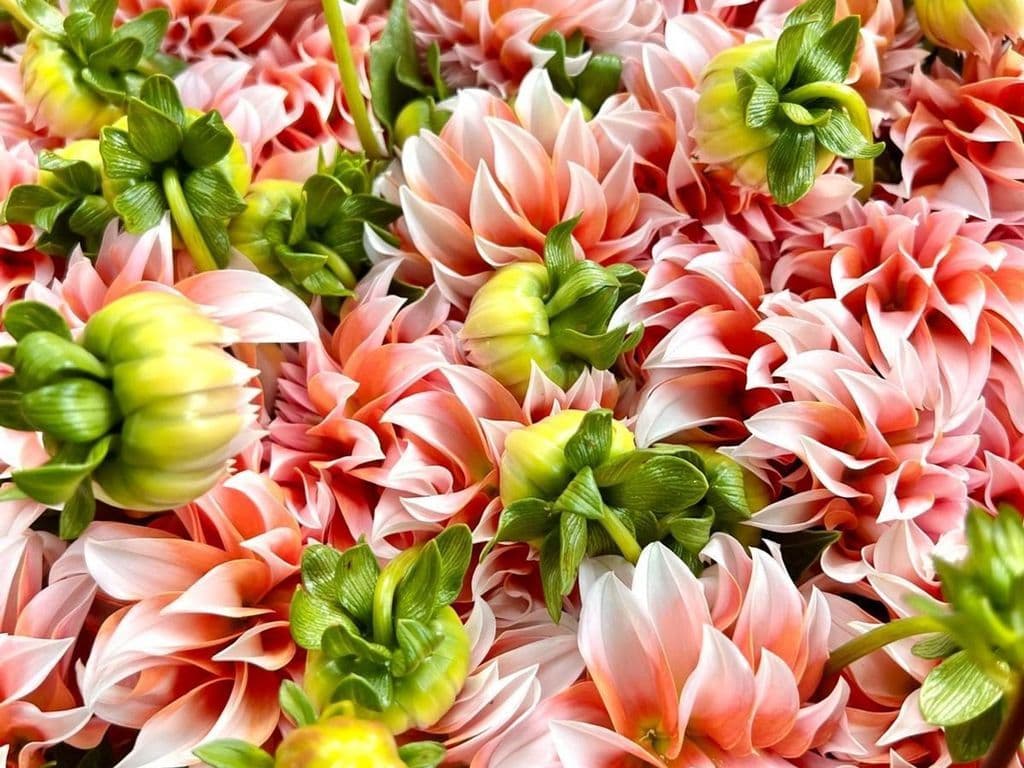 (TOP SELLER) Flowers - Dahilia Pink & Orange (bunch)