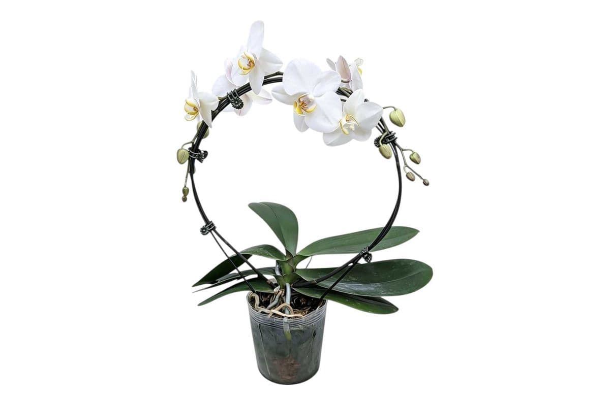 White Hoop Orchid - 5 Inch Pot