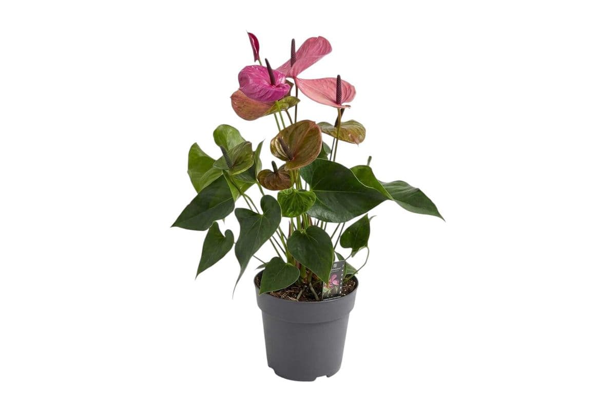 Purple Anthurium - 8 Inch Pot