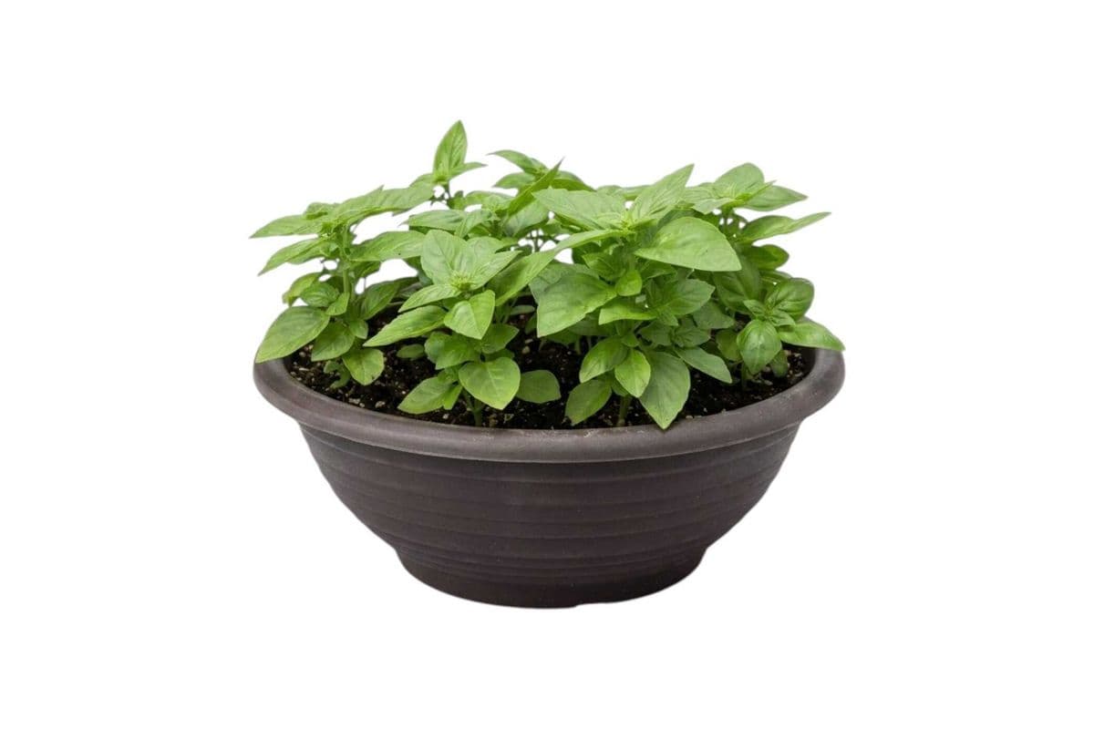 Basil Planter - 12 Inch Pot