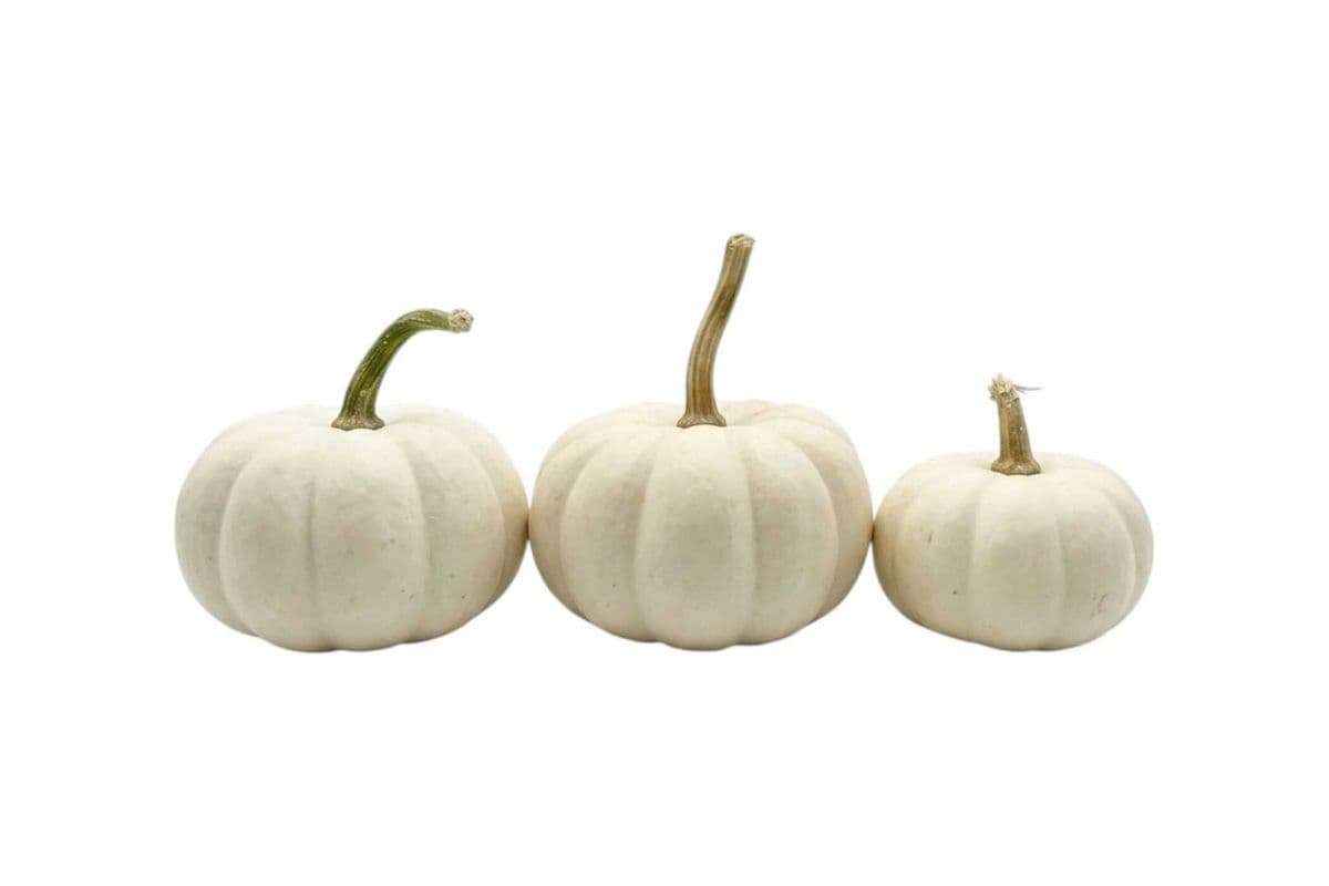 Mini White Pumpkin - 3 Units