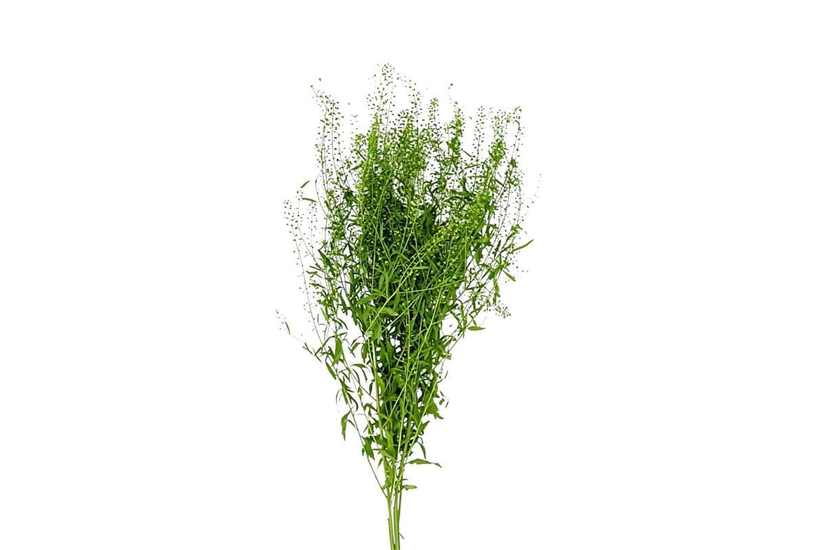 Thlaspi “Green Bell” - 2 Stems
