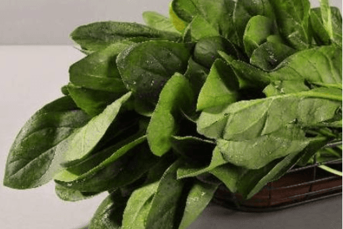 Épinard / Spinach / 菠菜