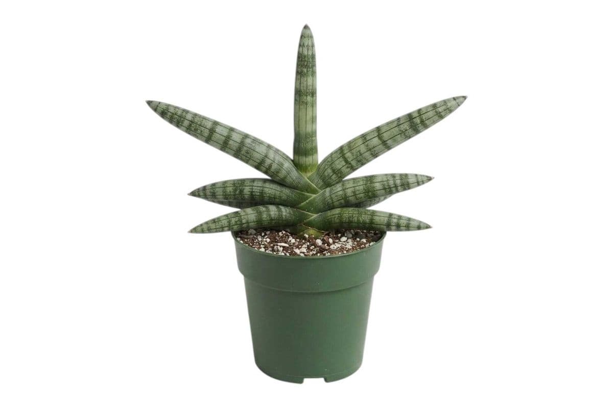 Starfish Snake Plant - 5 Inch Pot