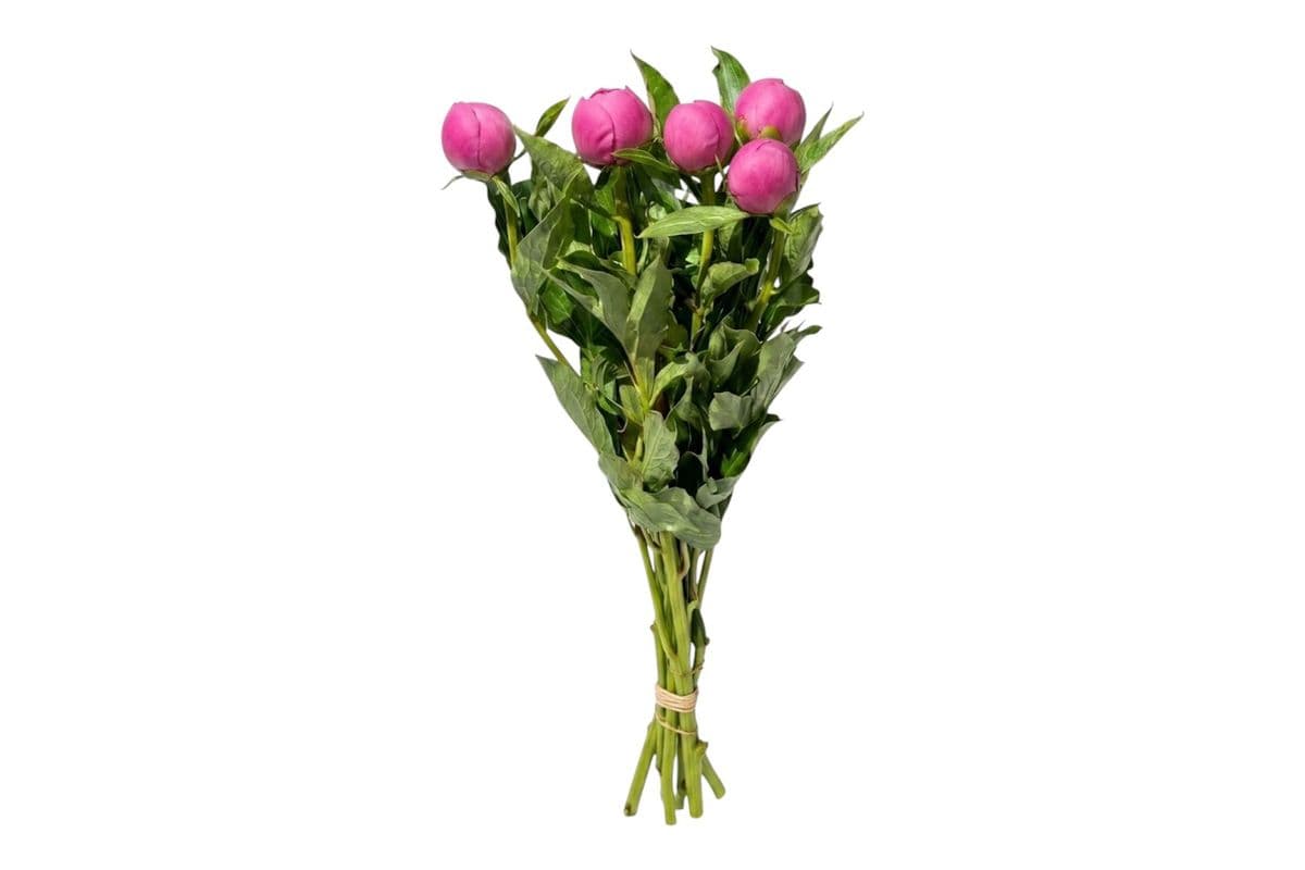 Pink Peony - 5 Stems