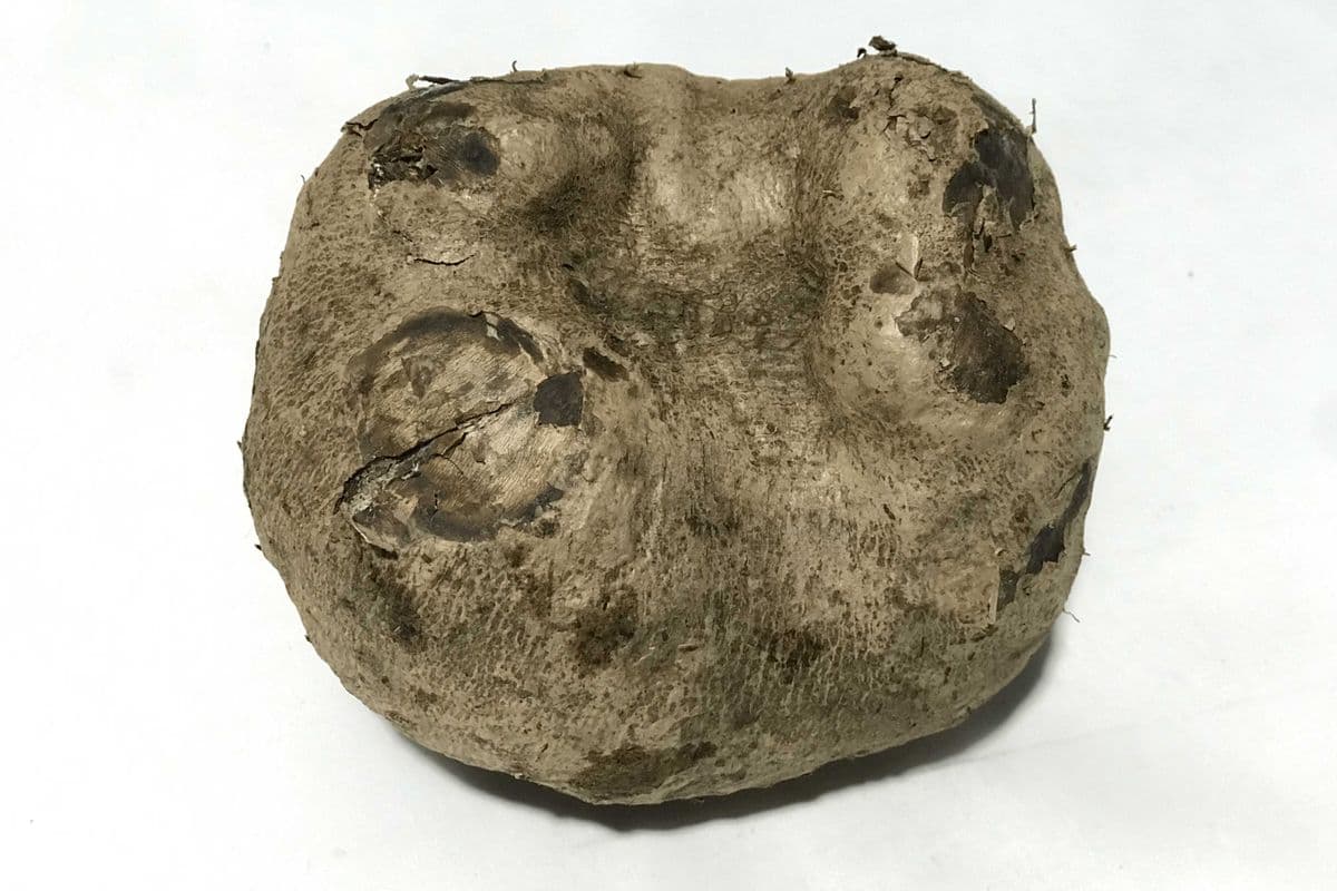 King Yam / Rasavalli (each, 1lb)