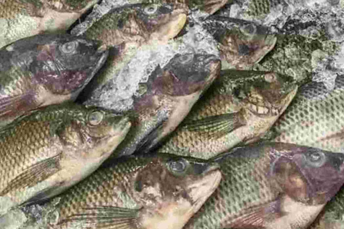 Tilapia (1 lb)