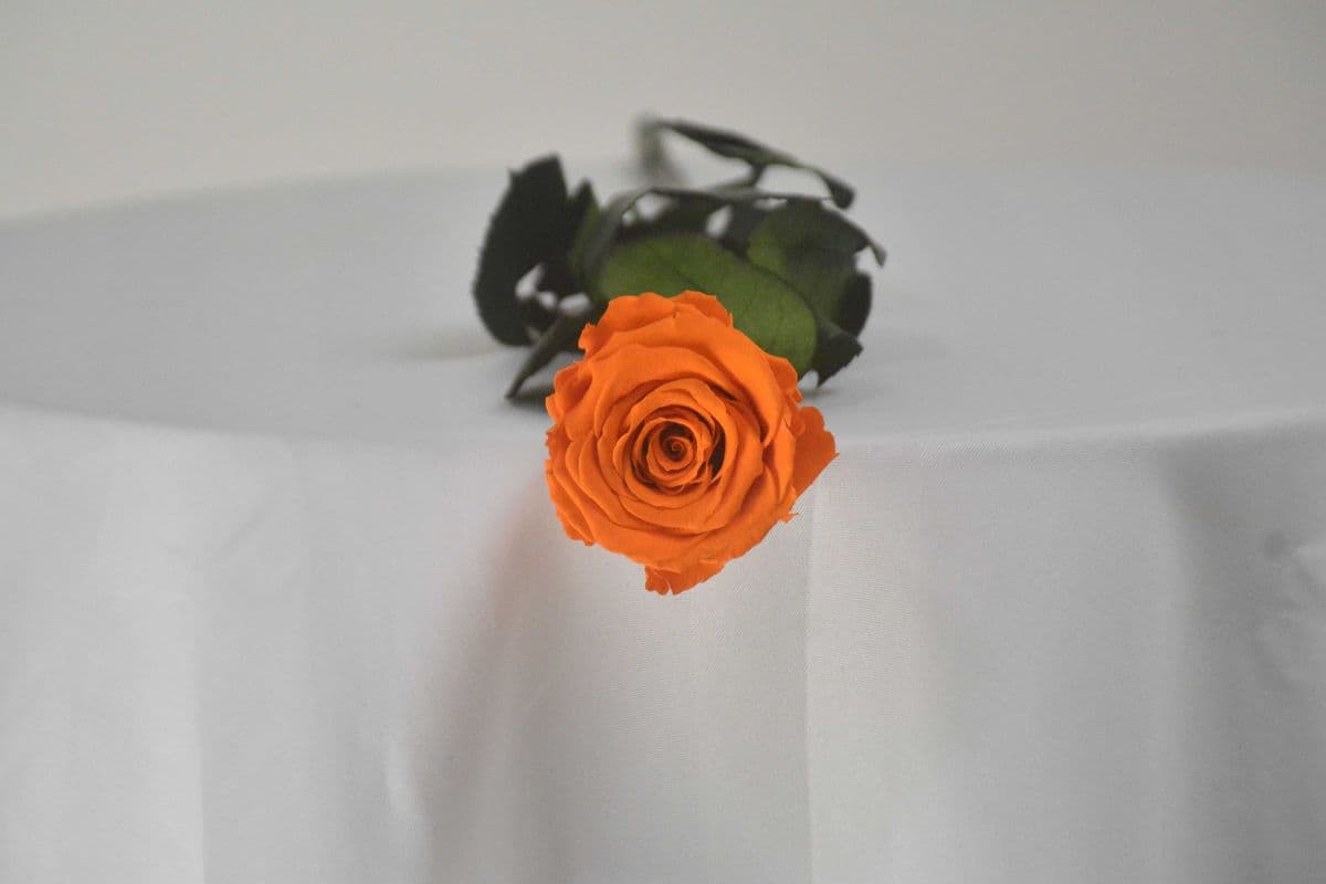 single preserved orange rose