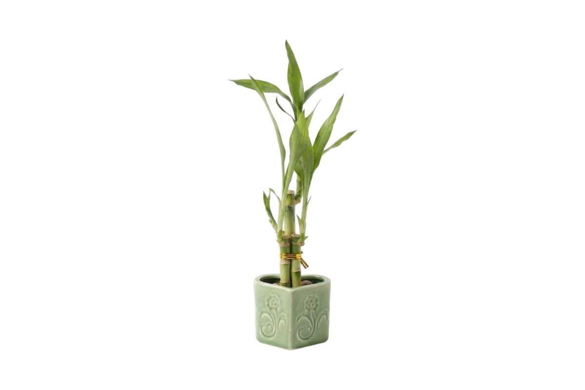 Lucky Bamboo Arrangement - Small