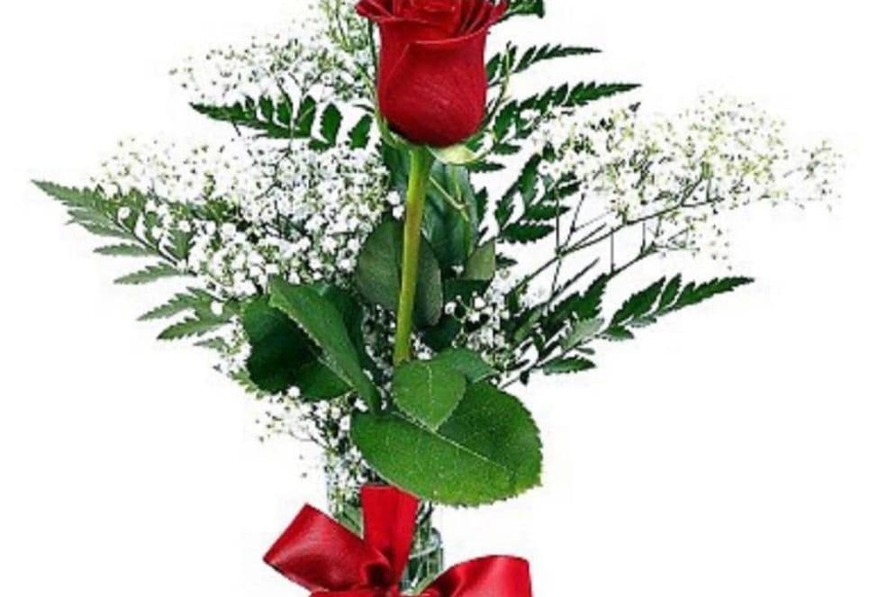 Single Red Rose In A Vase