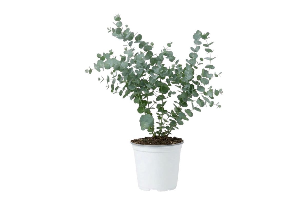 Glacier Eucalyptus - 6 Inch Pot