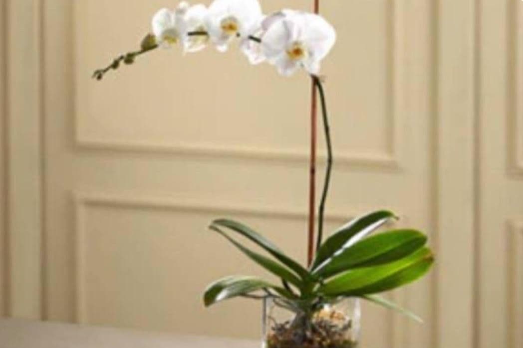 Orchid Planter
