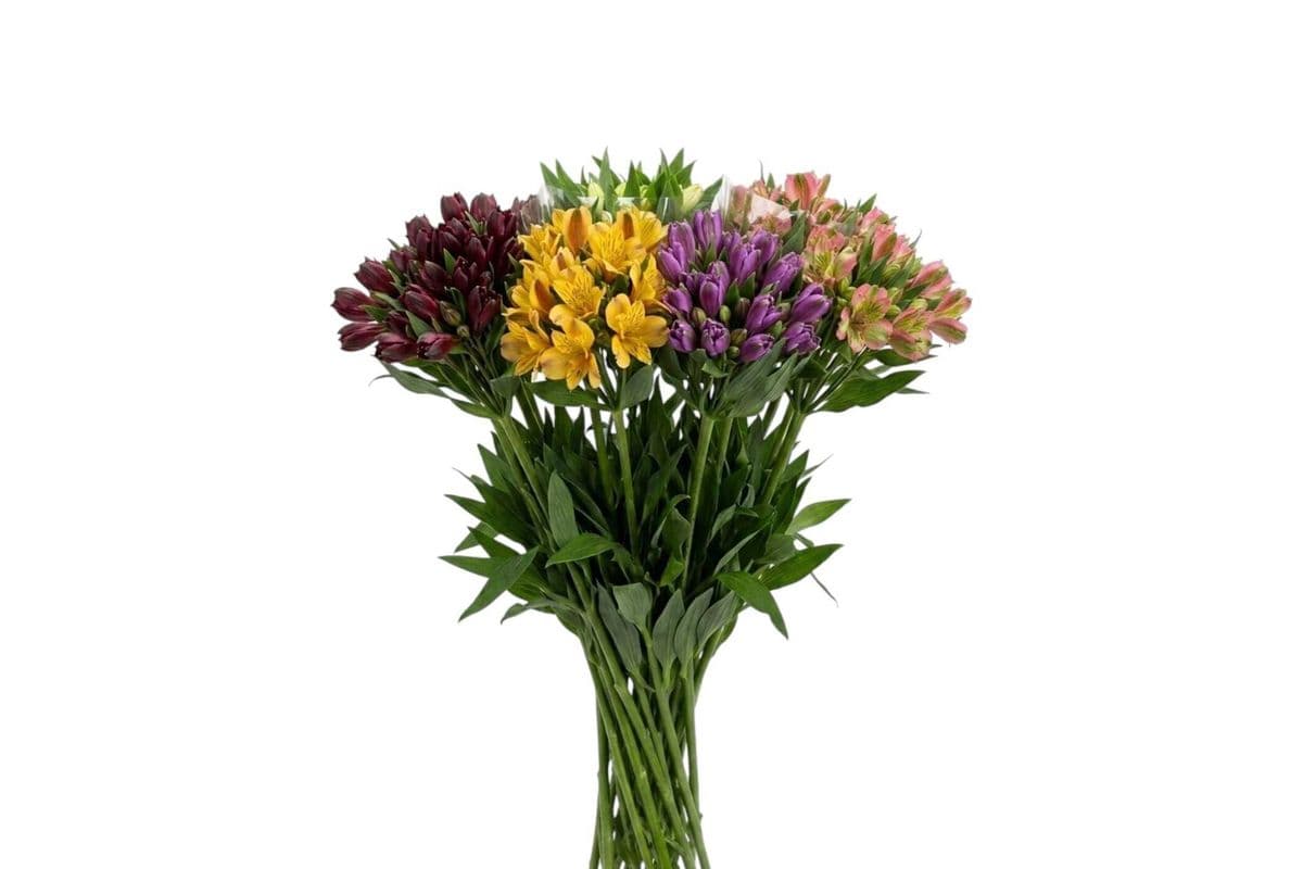 Alstromeria - 5 Stems