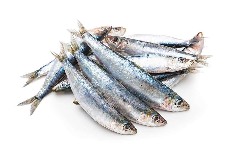 Iron Will Raw Sardines