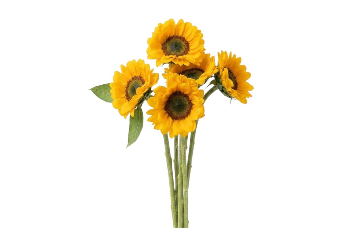 Sunflowers - 5 Stems