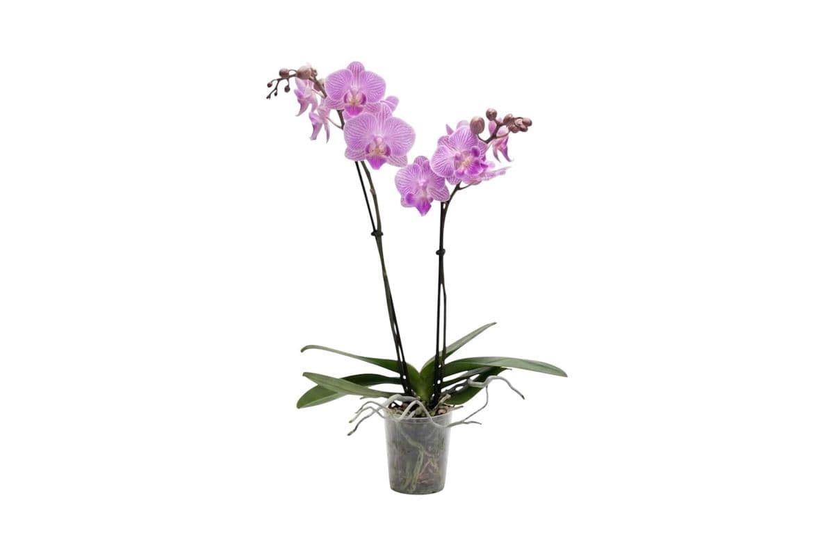Pink Double Stem Mini Orchid - 3.5 Inch Pot