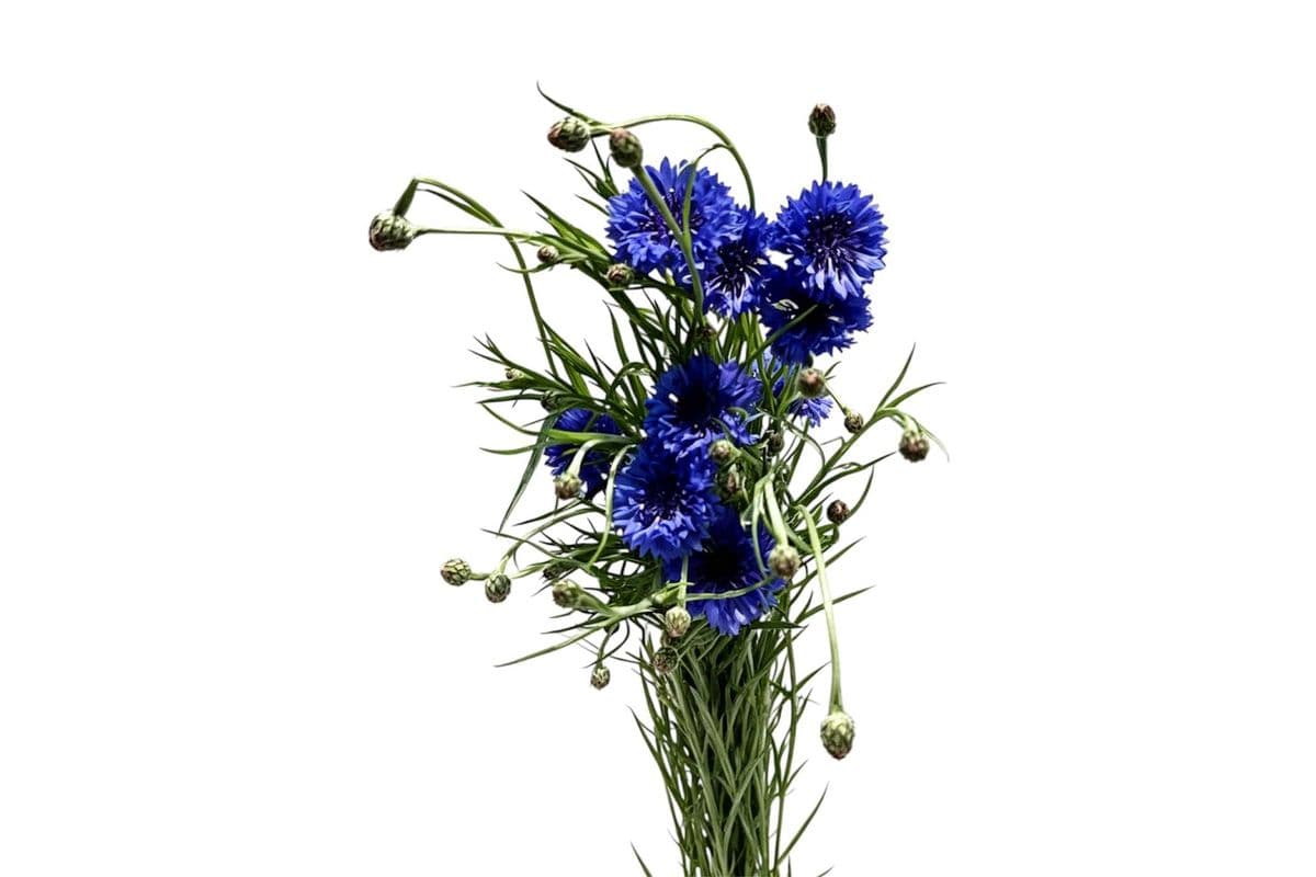Cornflower - Small