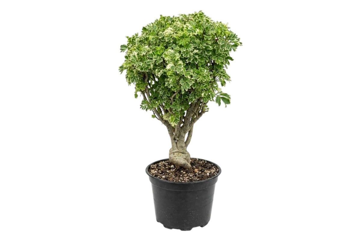 Variegated Ming Aralia - 6 Inch Pot