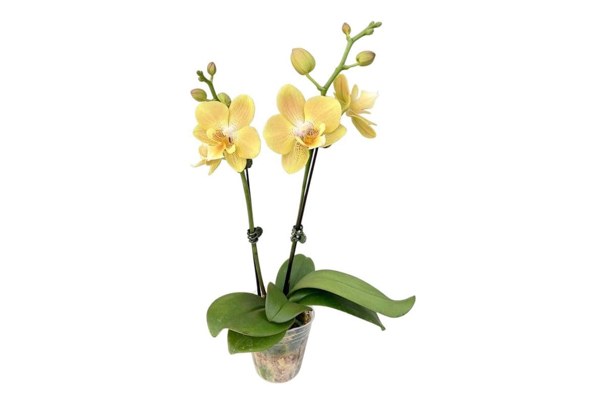 Yellow Double Stem Mini Orchid - 3.5 Inch Pot