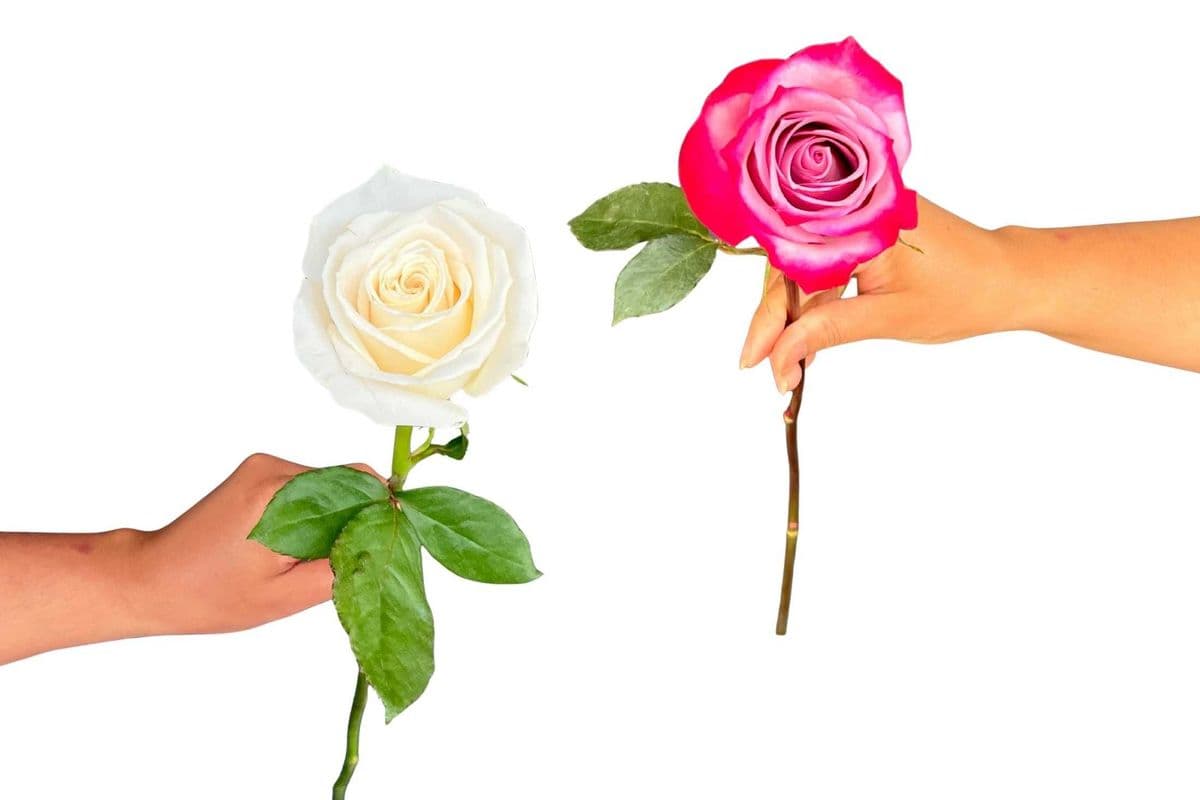 Single Rose Stem