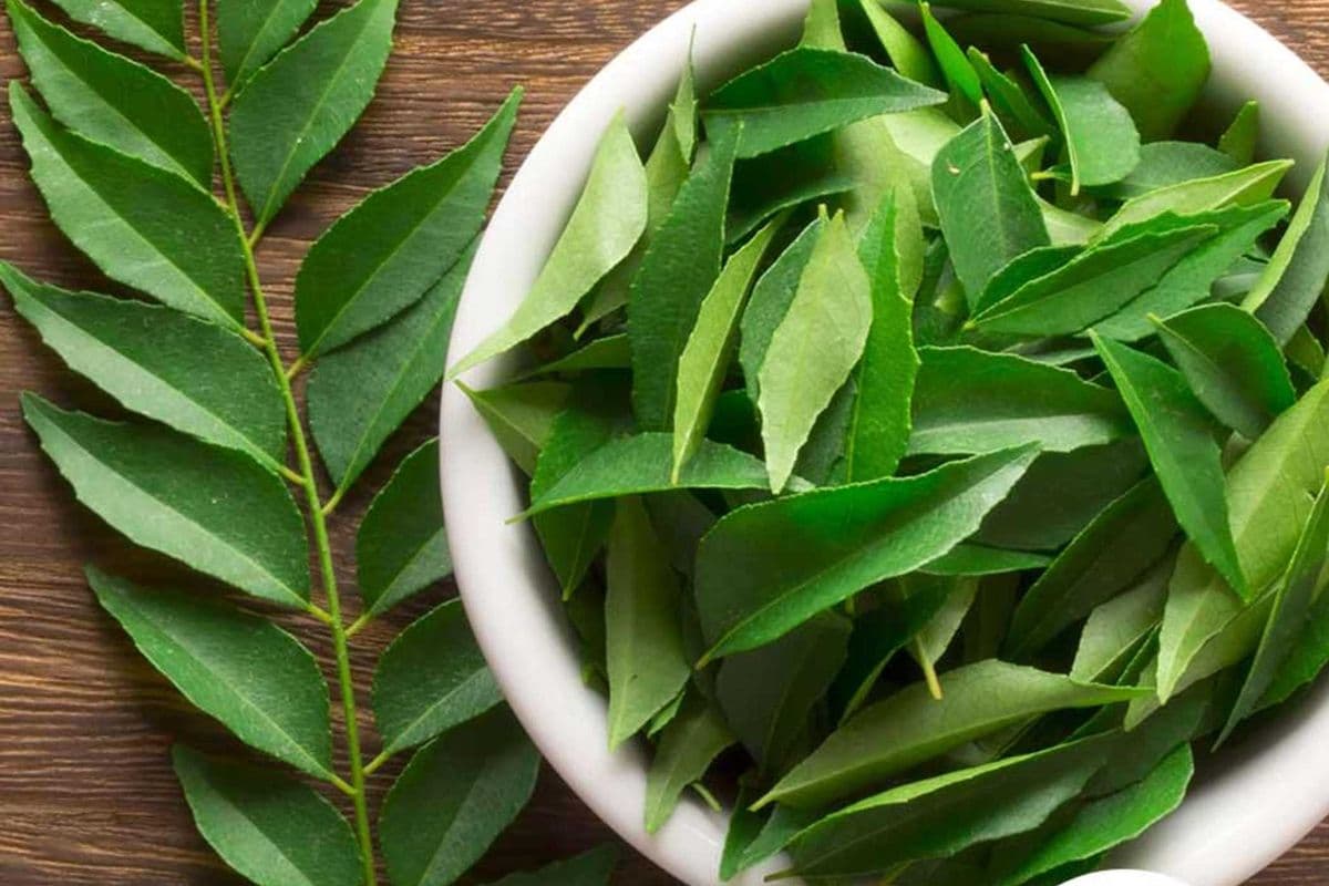 Curry Leaves (1 bunch)