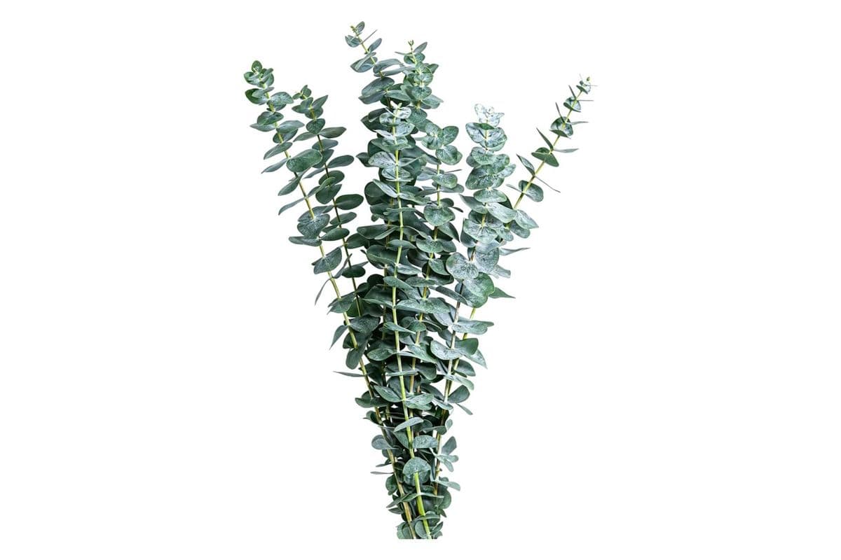 Eucalyptus - 10 Stems