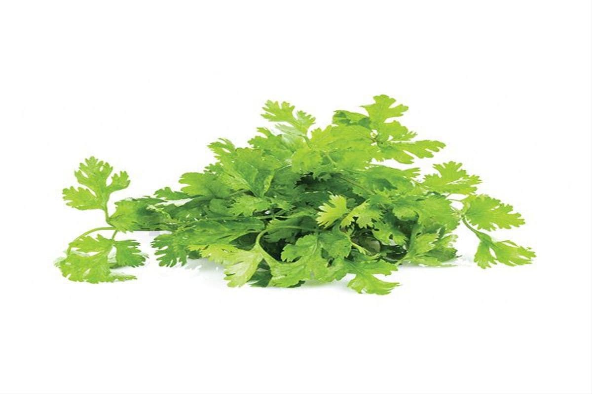 Cilantro Coriander Bunch Each (100g)