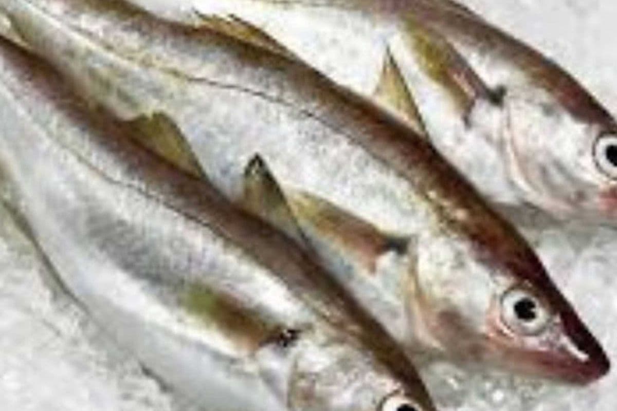 Whiting Fish (1 lb)