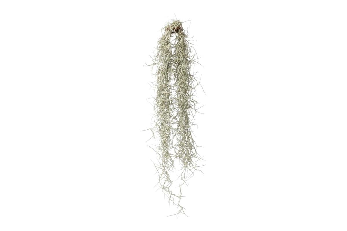 Spanish Moss - 1 Unit