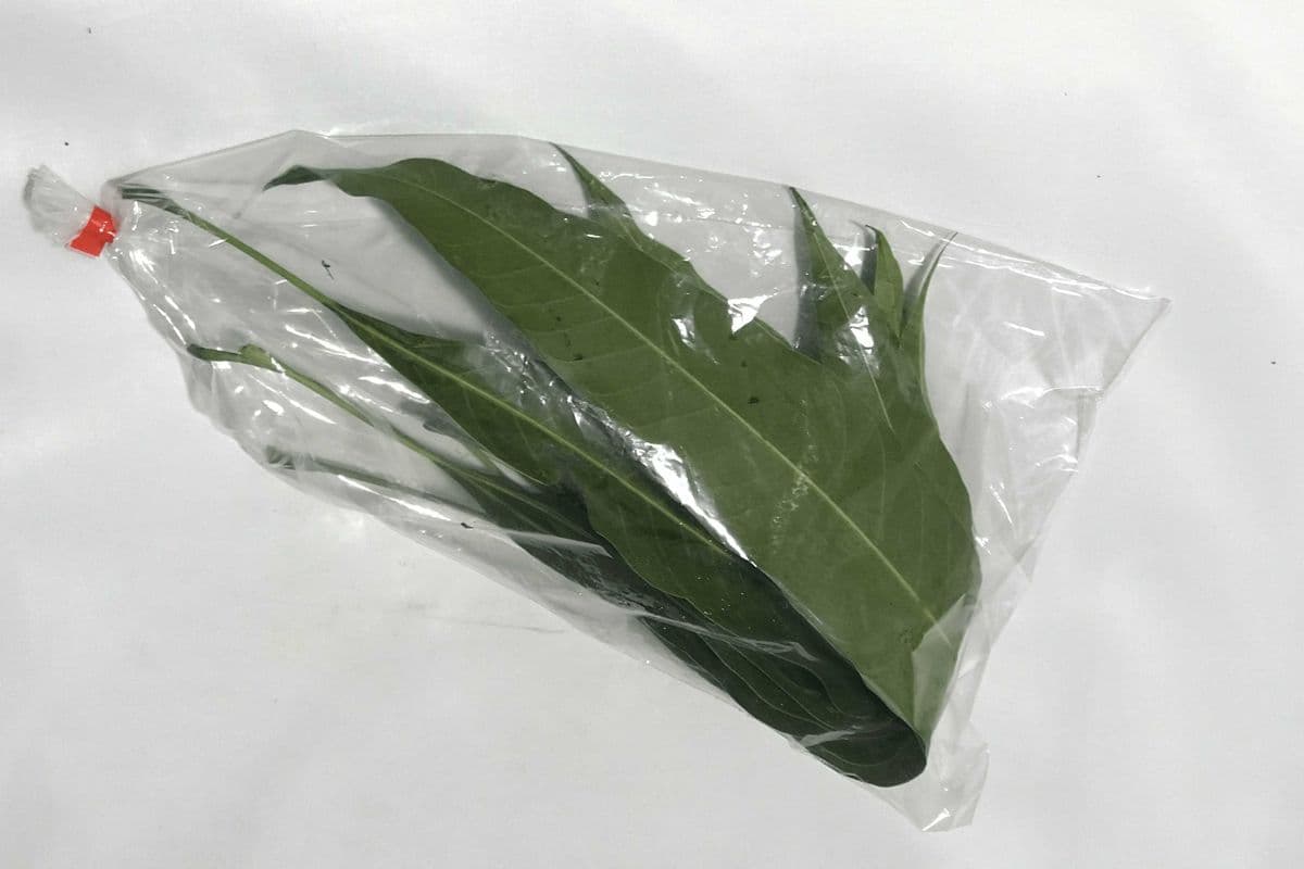 Mango Leaves (10pcs )