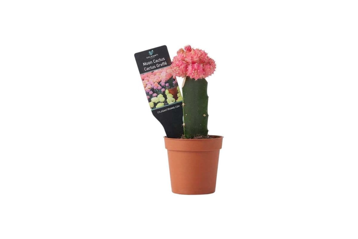 Moon Cactus - 2.5 Inch Pot
