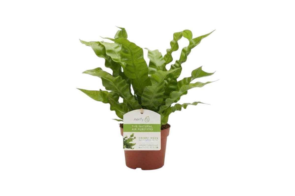 Crispy Wave Fern - 4 Inch Pot