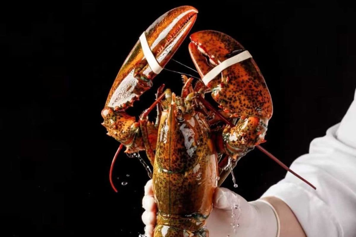 One Jumbo Lobster 大龙虾（2.5lb, come with one free lobster tomalley & seafood fried rice) $85.99