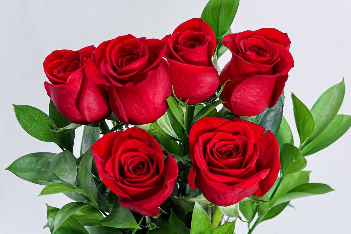 Rose Stem (Max Purchase of 11 Stems)