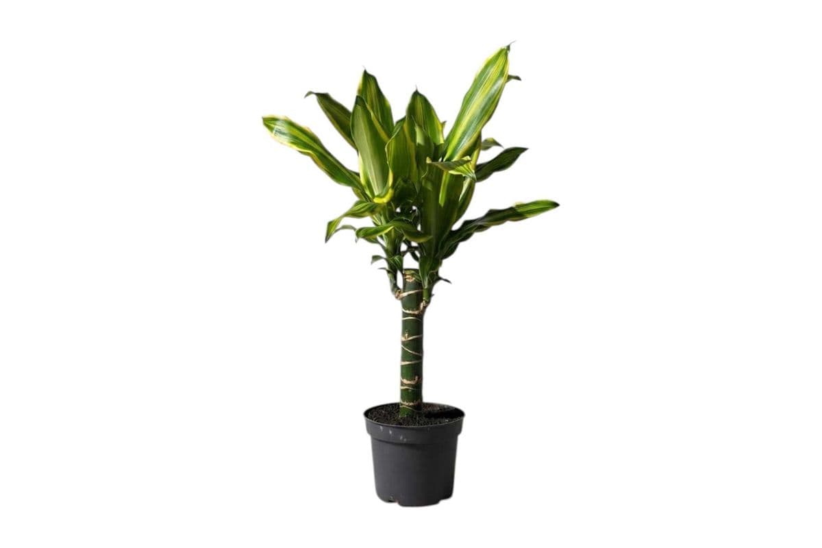 Dracaena 'Golden Queen' - 5 Inch Pot