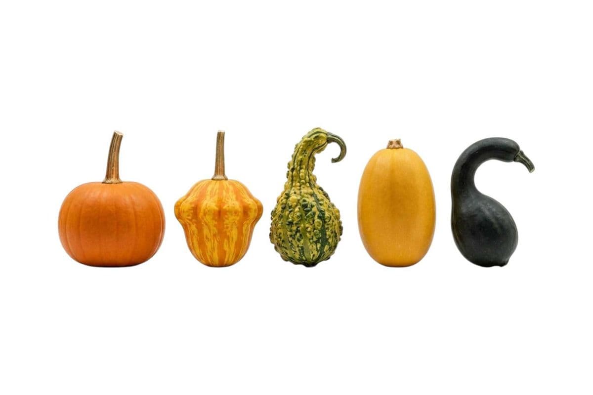 Assorted Gourds - 5 Units